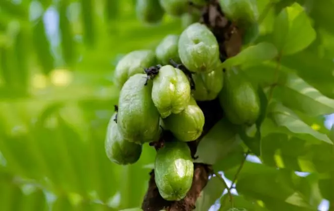 Atasi flek hitam tanpa laser dengan 2 buah-buahan Berbagai sumber Atasi flek hitam tanpa laser dengan 2 buah-buahan Berbagai sumber