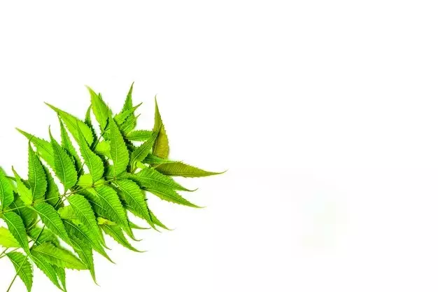 dioles obat totol © Instagram dioles obat totol © Instagram