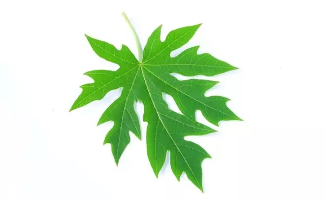 Cegah munculnya uban prematur pakai tambahan 1 jenis daun Berbagai sumber