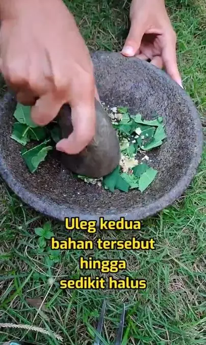 Cegah munculnya uban prematur pakai tambahan 1 jenis daun Berbagai sumber