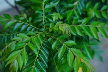 tonic pencegah uban © Instagram