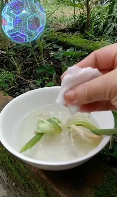 Pudarkan flek penuaan pakai 1 jenis tanaman penyedap Berbagai sumber