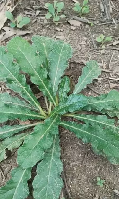 Uban tak tumbuh lagi cuma pakai 1 jenis tanaman liar Berbagai sumber