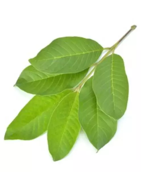 Kencangkan wajah penuh keriput pakai 1 jenis daun buah Berbagai sumber