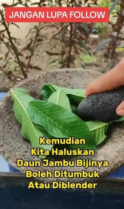 Kencangkan wajah penuh keriput pakai 1 jenis daun buah Berbagai sumber