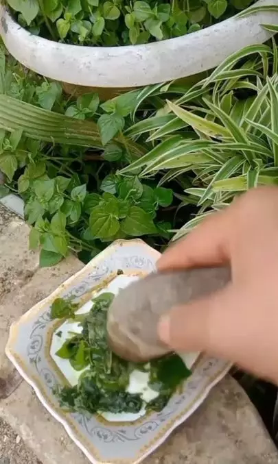 Memutihkan wajah kusam cuma pakai 1 jenis daun Berbagai sumber