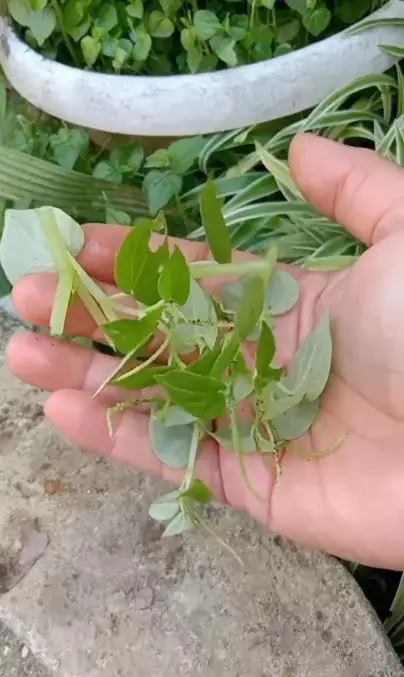 Memutihkan wajah kusam cuma pakai 1 jenis daun Berbagai sumber