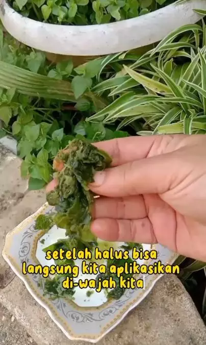 Memutihkan wajah kusam cuma pakai 1 jenis daun Berbagai sumber