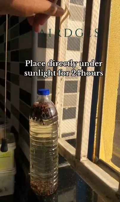 Bikin rambut tebal dan panjang pakai 1 jenis rempah dapur Berbagai sumber