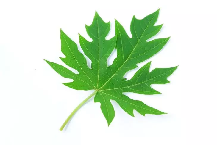 Cegah uban tumbuh kembali pakai lidah buaya Berbagai sumber Cegah uban tumbuh kembali pakai lidah buaya Berbagai sumber