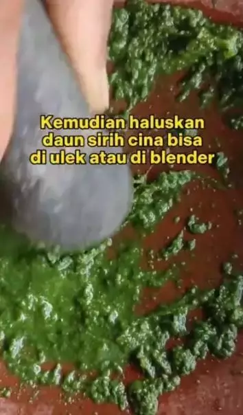 Sirih cina kencangkan wajah kendur dan keriput Berbagai sumber