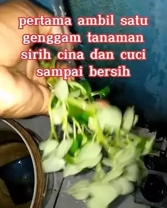 Sirih cina hempas komedo dan pori besar di wajah Berbagai sumber