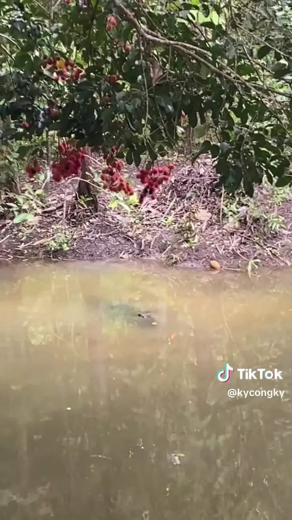 Petik rambutan berbahaya © TikTok