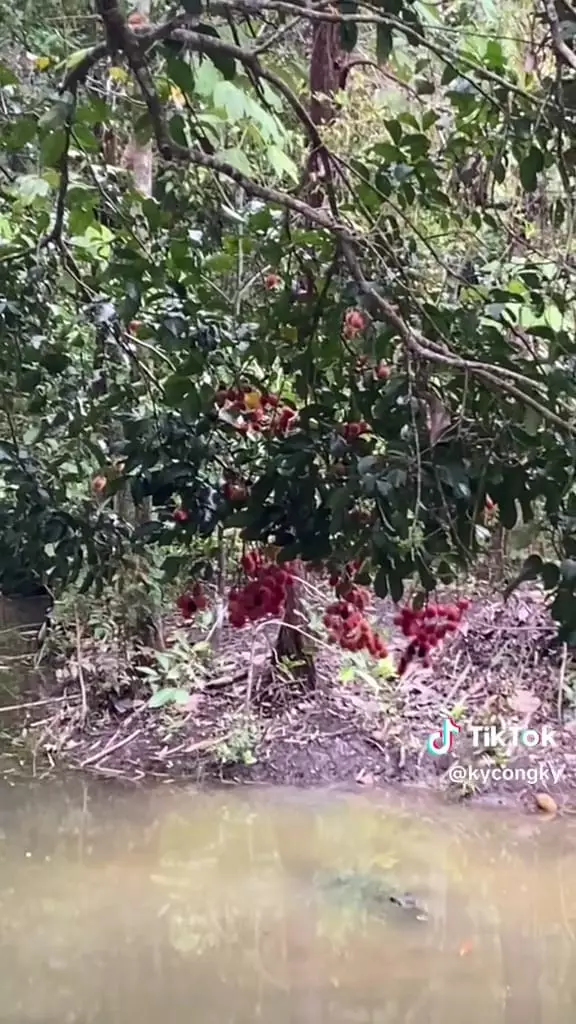 Petik rambutan berbahaya © TikTok