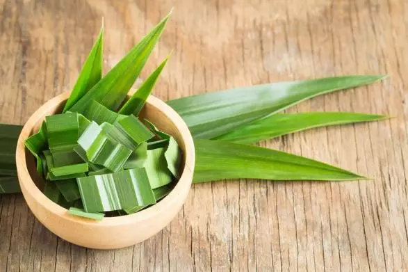 Daun pandan pudarkan bintik hitam Berbagai sumber
