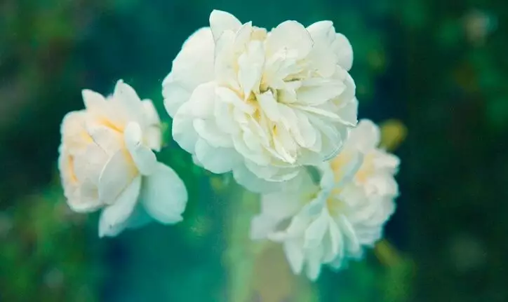 Gardenia parfum penghilang bau badan Berbagai sumber Gardenia parfum penghilang bau badan Berbagai sumber