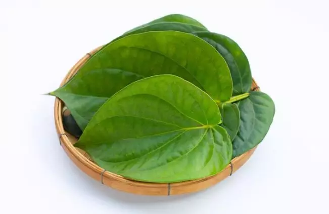 Daun sirih atasi bau mulut Berbagai sumber