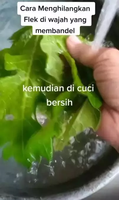 daun hempas flek © TikTok daun hempas flek © TikTok