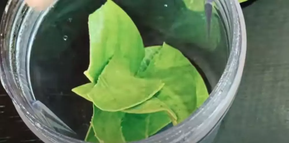 Trik menyamarkan flek hitam pakai 1 jenis daun © 2024 brilio.net Trik menyamarkan flek hitam pakai 1 jenis daun © 2024 brilio.net