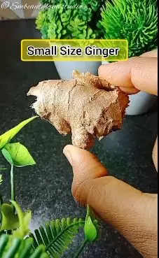 perlihatkan cara hilangkan kutu rambut  berbagai sumber