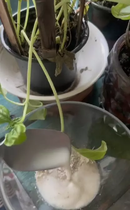 Trik menghidrasi wajah kering pakai 3 bahan dapur TikTok Trik menghidrasi wajah kering pakai 3 bahan dapur TikTok