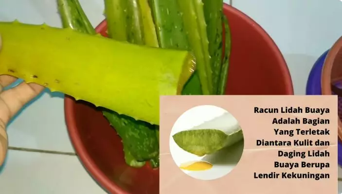 wanita ini bagikan cara membuat collagen booster berbagai sumber