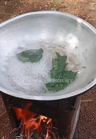 Putihkan gigi kuning kecokelatan pakai 1 jenis daun Berbagai sumber Putihkan gigi kuning kecokelatan pakai 1 jenis daun Berbagai sumber