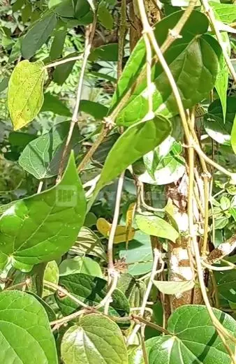 Putihkan gigi kuning kecokelatan pakai 1 jenis daun Berbagai sumber Putihkan gigi kuning kecokelatan pakai 1 jenis daun Berbagai sumber