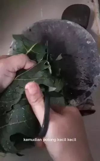 trik atasi munculnya uban pakai daun pepaya berbagai sumber trik atasi munculnya uban pakai daun pepaya berbagai sumber