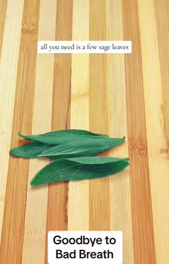 Atasi bau napas tidak sedap daun sage Berbagai sumber
