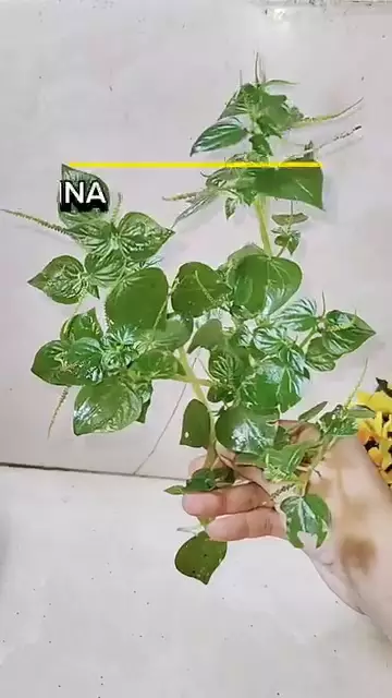 Jenis daun ini bisa bantu hilangkan flek hitam © Instagram Jenis daun ini bisa bantu hilangkan flek hitam © Instagram