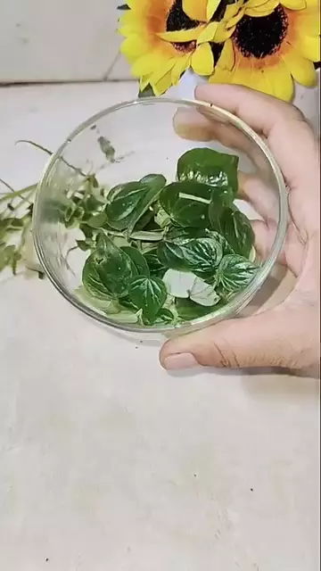 Jenis daun ini bisa bantu hilangkan flek hitam © Instagram Jenis daun ini bisa bantu hilangkan flek hitam © Instagram