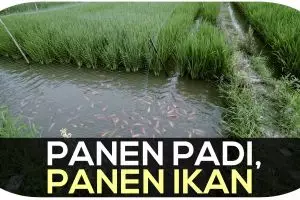 Sistem tanam padi dan pelihara ikan, sekali panen bisa untung dua kali