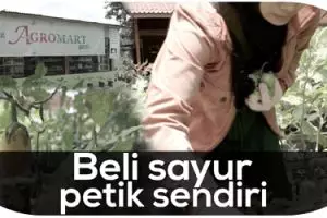 Beli sayur di tempat ini, kamu bisa memetik langsung dari tanaman