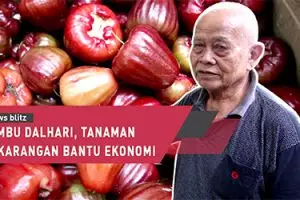 Jambu Dalhari, tanaman pekarangan bantu ekonomi warga 
