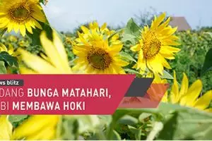 Ladang bunga matahari Yogyakarta, hobi membawa hoki