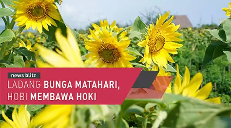 Ladang bunga matahari Yogyakarta, hobi membawa hoki