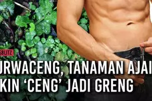 Purwaceng, tanaman ajaib dari Dieng yang bikin ‘ceng’ jadi greng