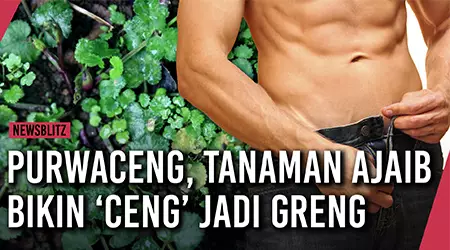 Purwaceng, tanaman ajaib dari Dieng yang bikin ‘ceng’ jadi greng