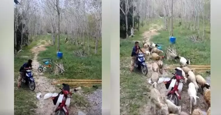 Cara penggembala suruh kambing pulang ke kandang ini unik & kocak abis