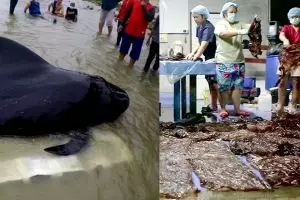 Penyebab paus raksasa mati ini bikin kaget, miris banget
