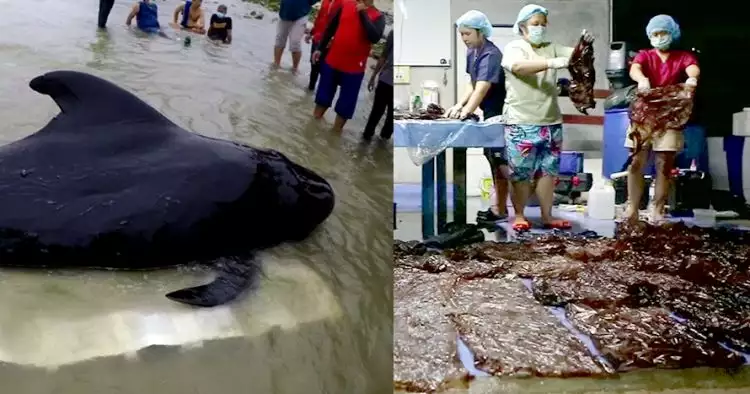 Penyebab paus raksasa mati ini bikin kaget, miris banget