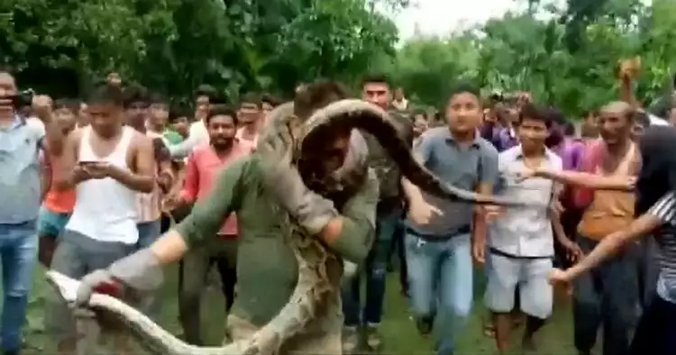Penjaga hutan hampir terlilit saat selfie bareng ular piton