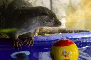 Berang-berang ini jitu ramal hasil Piala Dunia, keren