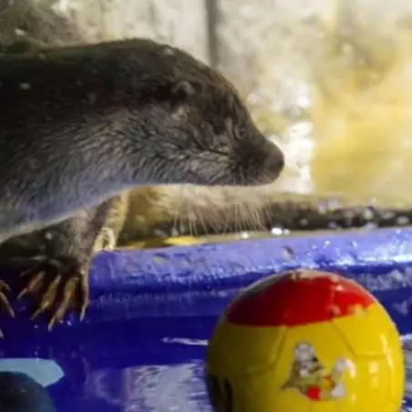 Berang-berang ini jitu ramal hasil Piala Dunia, keren