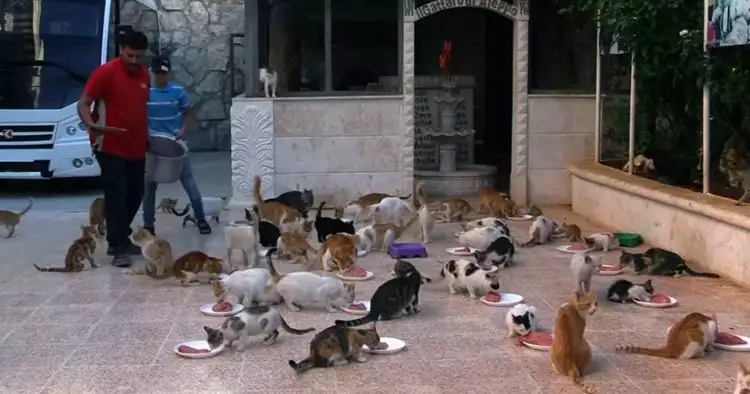 Sopir ambulans di Suriah ini tampung puluhan kucing yang telantar