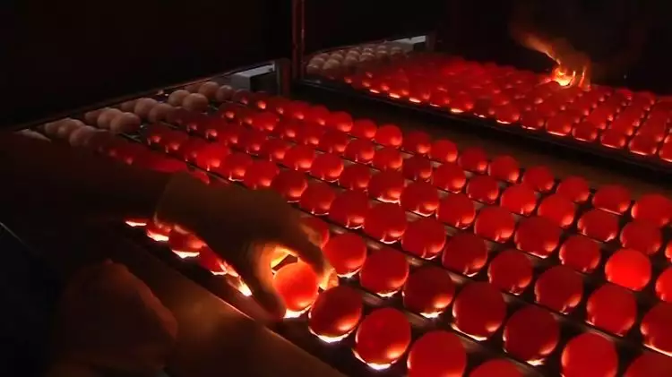 Konsumsi 1 miliar telur perhari, China bikin alat penetasan terbesar