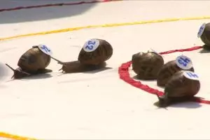 Kejuaraan dunia balap siput, ada sejak tahun 1960an 