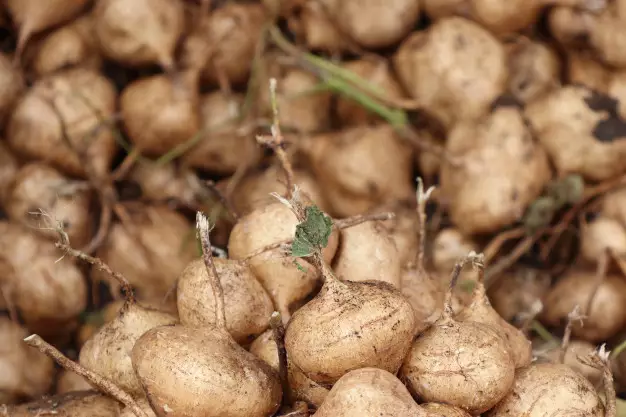 membuat masker dari bengkoang  © 2020 brilio.net/freepik.com