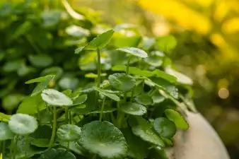 Manfaat daun pegagan untuk kecantikan © freepik.com Manfaat daun pegagan untuk kecantikan © freepik.com